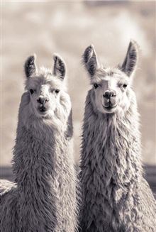 Llamas