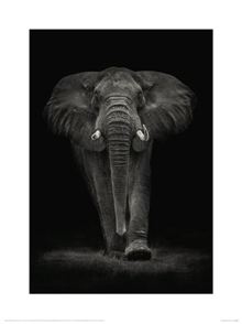 Mario Moreno - Ngorongoro Bull